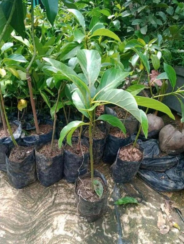 Bibit Alpukat Kelud Super Murah Cocok Untuk Tambulapot Barito Kuala
