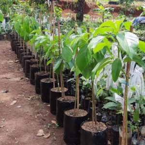 Bibit Alpukat Kelud Super Murah Cocok Untuk Tambulapot Sibolga