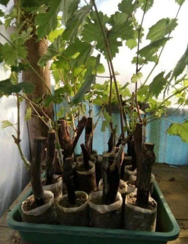Bibit Anggur Akademik Import Avidzba Grafting Kotawaringin Timur