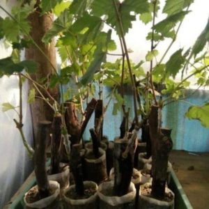 Bibit Anggur Akademik Import Avidzba Grafting Siap Berbuah Gunung Kidul