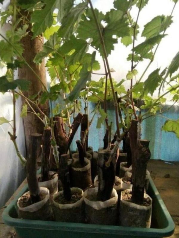 Bibit Anggur Akademik Import Avidzba Grafting Tanaman Hidup Wonosobo