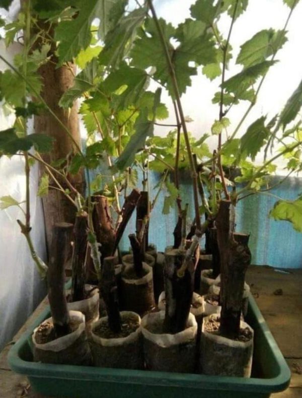 Bibit Anggur Akademik Import Avidzba Grafting Terb Murung Raya
