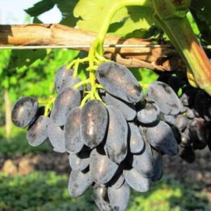 Bibit Anggur Akademik Tanaman Buah Import Kepulauan Talaud