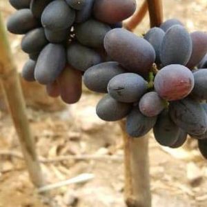 Bibit Anggur Akademik Terb Avidzba New Supiori