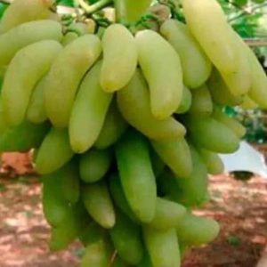 Bibit Anggur Banana Import Grafting Siap Berbuah Balikpapan
