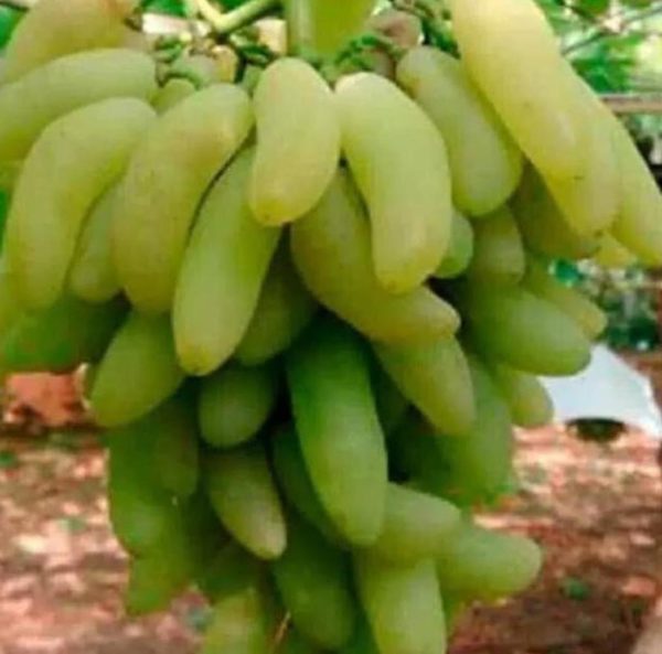 Bibit Anggur Banana Import Grafting Siap Berbuah Balikpapan