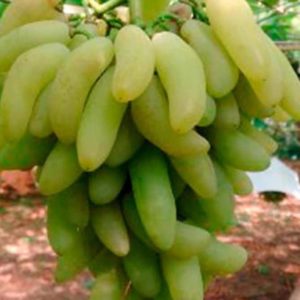Bibit Anggur Banana Import Samarinda