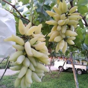 Bibit Anggur Banana Import Siap Buah Hasil Grafting - Berkualitas Asli Kapuas Hulu