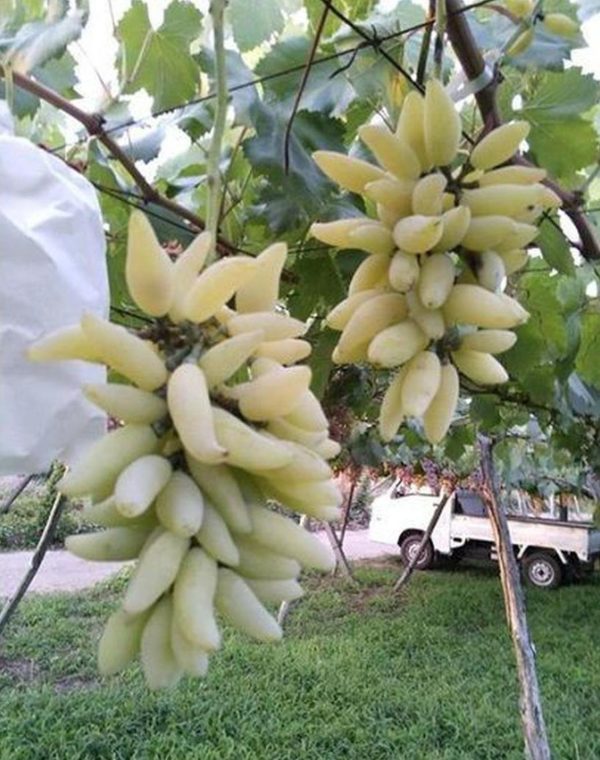 Bibit Anggur Banana Import Siap Buah Hasil Grafting - Berkualitas Asli Kapuas Hulu