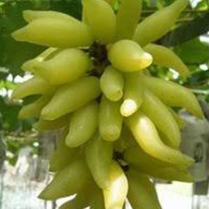 Bibit Anggur Banana Tanaman Buah Import - Pohon Genjah Banjarbaru