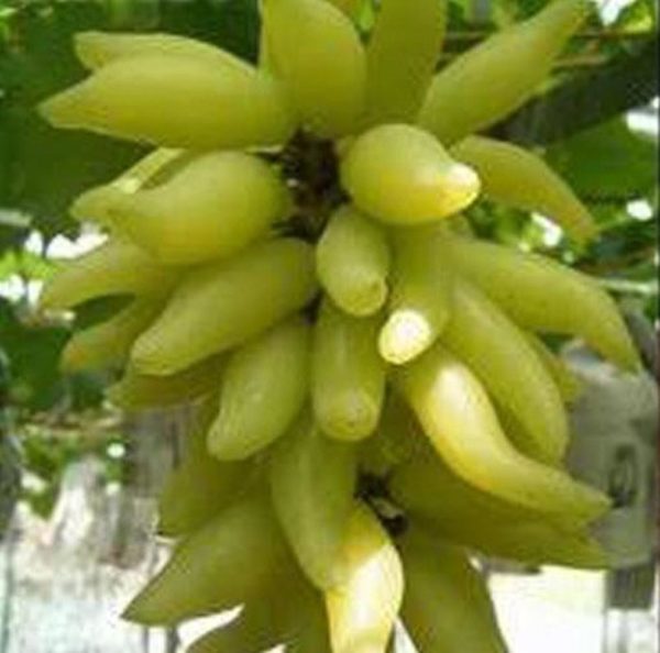 Bibit Anggur Banana Tanaman Buah Import - Pohon Genjah Banjarbaru