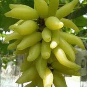 Bibit Anggur Banana Tanaman Buah Import - Pohon Genjah Jayawijaya