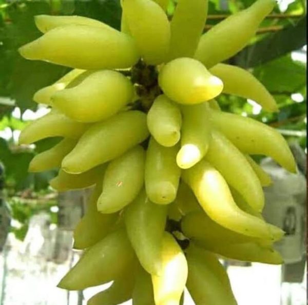 Bibit Anggur Banana Tanaman Import Manis Murah Unggul Berkualitas Asli Mataram