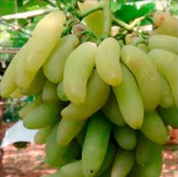 Bibit Anggur Banana Tanaman Import Pisang Banjarbaru