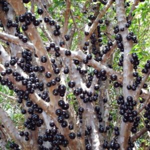 Bibit Anggur Berbunga Brazil Jaboticaba Okulasi Super Melawi