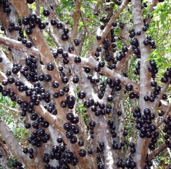 Bibit Anggur Berbunga Brazil Jaboticaba Okulasi Super Melawi