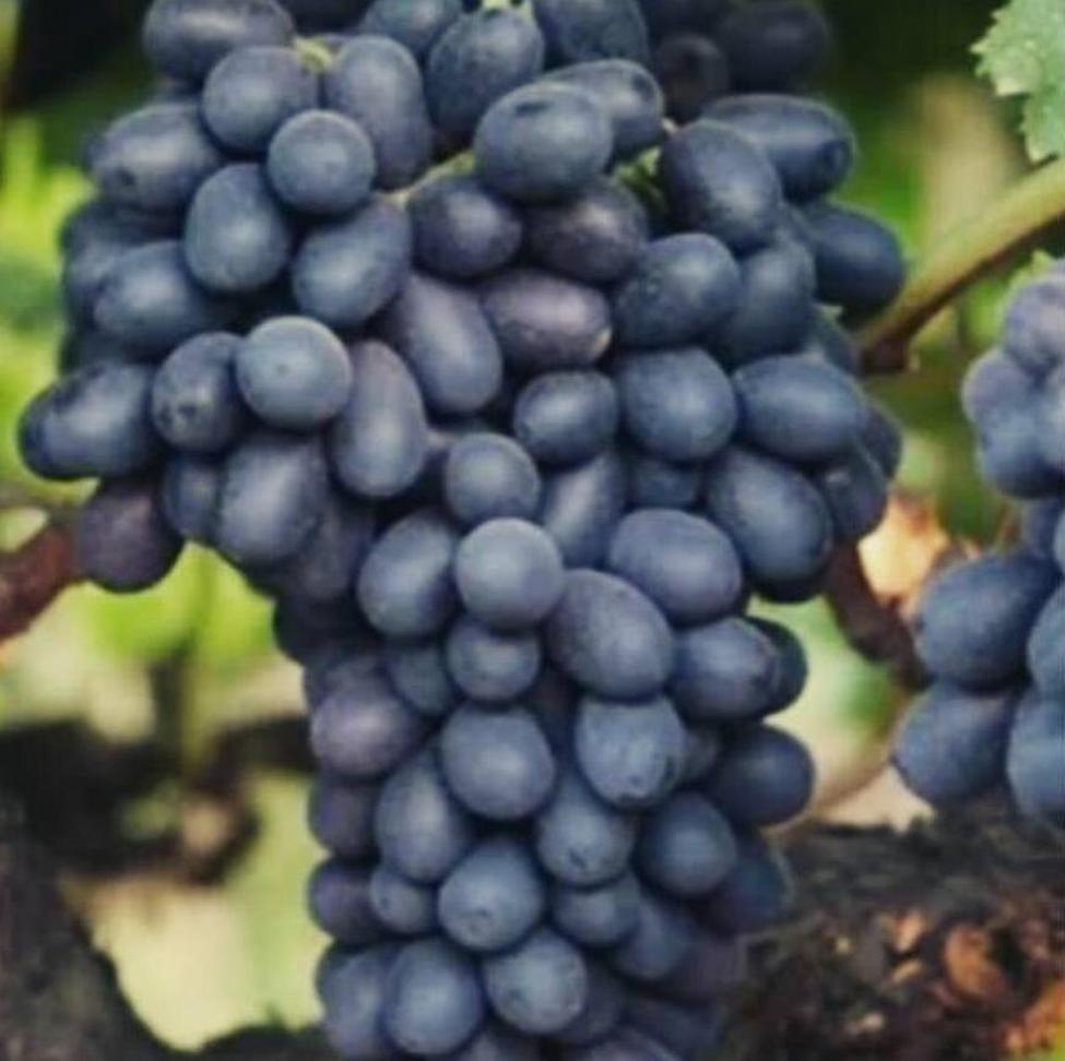 Gambar Produk Bibit Anggur Berbunga Buah Import Hitam Manis Biji Autumn Cocok Disegala Cuaca Takalar