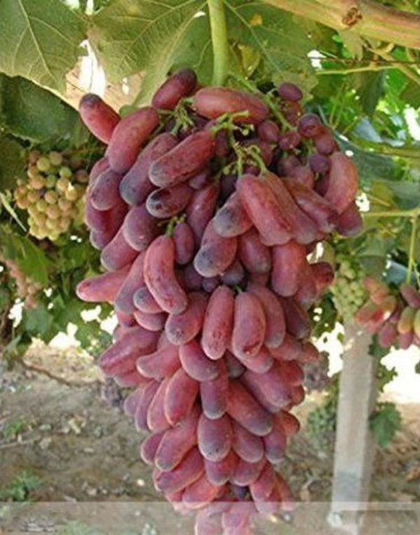 Bibit Anggur Berbunga Buah Import Manicur Fingger Okulasi Cepet Morowali Utara