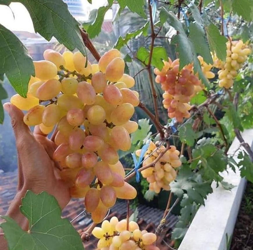 Gambar Produk Bibit Anggur Berbunga Dixon Sukoharjo