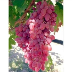 Bibit Anggur Berbunga Impor Dobovsky Pink Valid Super Genjah Hasil Grafting Gunungsitoli
