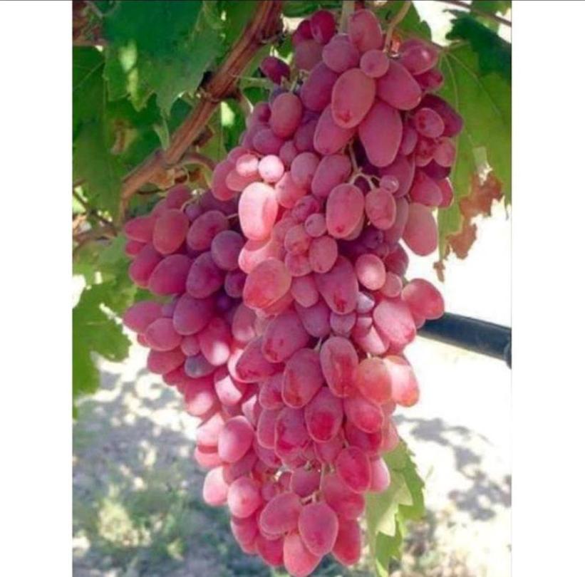 Gambar Produk Bibit Anggur Berbunga Impor Dobovsky Pink Valid Super Genjah Hasil Grafting Gunungsitoli