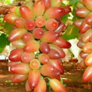 Bibit Anggur Berbunga Impor Unggulan Muscat Merah Manis Cepat Berbuah Dan Cocok Disegala Cuaca Bolaang Mongondow