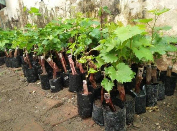 Bibit Anggur Berbunga Import Baikonur New Asli Grafting Lumajang