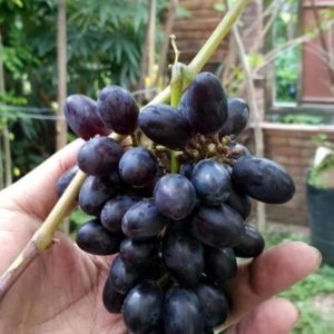 Bibit Anggur Berbunga Import Jenis Gozv Valid Cepat Berbuah Serdang Bedagai