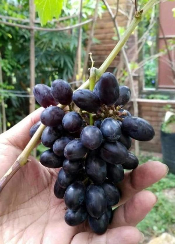 Bibit Anggur Berbunga Import Jenis Gozv Valid Cepat Berbuah Serdang Bedagai