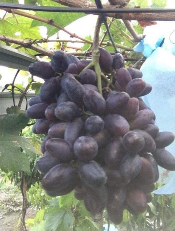 Bibit Anggur Berbunga Import Jenis Gozv Valid Cepat Berbuah Tambrauw