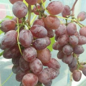 Bibit Anggur Berbunga Import Jupiter Seedles Berkwalitas Lhokseumawe