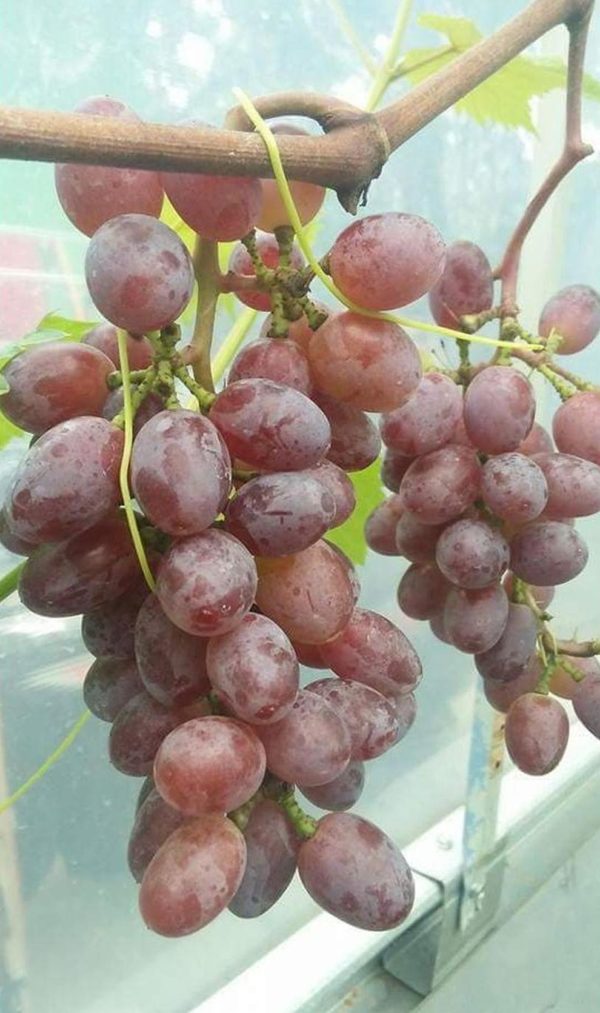 Bibit Anggur Berbunga Import Jupiter Seedles Berkwalitas Lhokseumawe