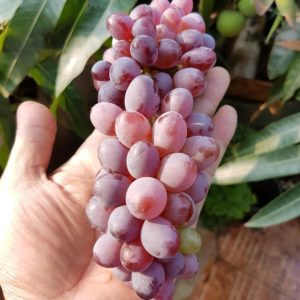 Bibit Anggur Berbunga Import Jupiter Seedles Berkwalitas Sanggau