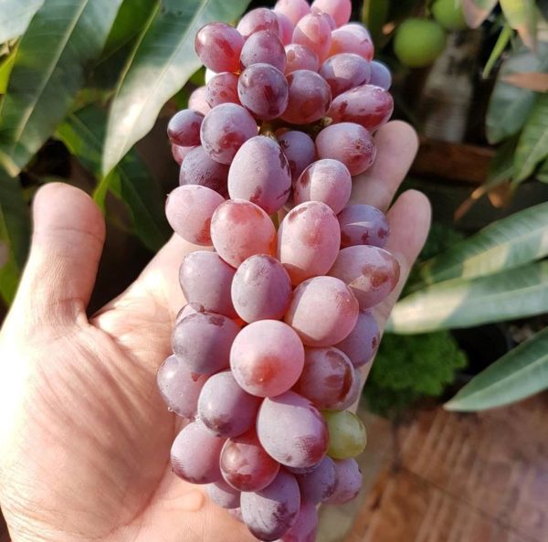 Bibit Anggur Berbunga Import Jupiter Seedles Berkwalitas Sanggau