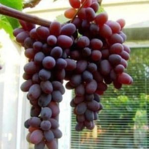Bibit Anggur Berbunga Import Jupiter Seedless Bener Meriah