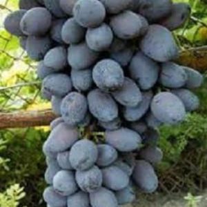 Bibit Anggur Berbunga Import Jupiter Seedless Hulu Sungai Tengah