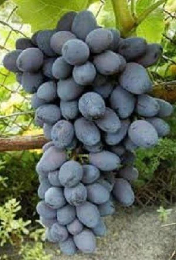 Bibit Anggur Berbunga Import Jupiter Seedless Muna Barat