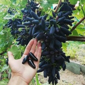 Bibit Anggur Berbunga Import Mondrop - Grafting Maluku Tengah