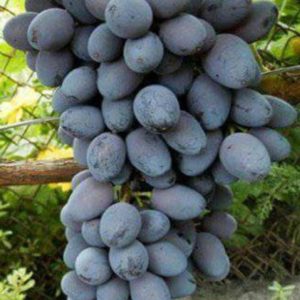 Bibit Anggur Berbunga Jupiter Seedles Import Mappi