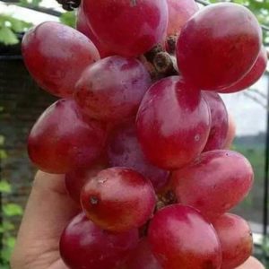 Bibit Anggur Berbunga Nina Quen Okulasi Segar Berkualitas Tanaman Buah Unggul Import Bolaang Mongondow Timur