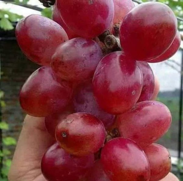 Bibit Anggur Berbunga Nina Quen Okulasi Segar Berkualitas Tanaman Buah Unggul Import Bolaang Mongondow Timur