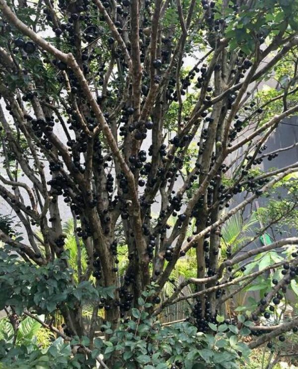 Bibit Anggur Berbunga Pohon Buah Brazil Preco- Jaboticaba Cepat Berbuah Labuhan Batu