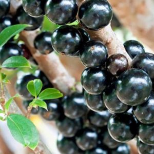 Bibit Anggur Berbunga Tanaman Brazil - Pohon Jaboticaba Majene