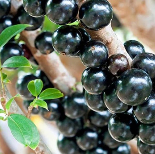Bibit Anggur Berbunga Tanaman Brazil - Pohon Jaboticaba Majene