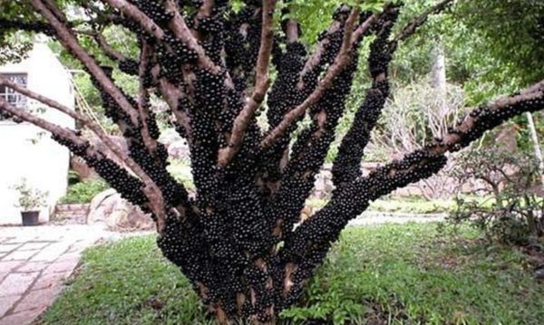 Bibit Anggur Berbunga Tanaman Brazil - Pohon Jaboticaba Tana Toraja