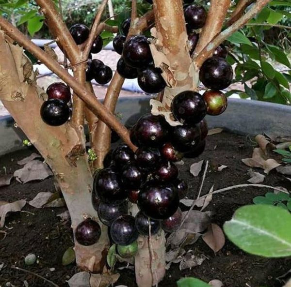Bibit Anggur Berbunga Tanaman Buah Brazil Preco Mudah Berbuah Ambon