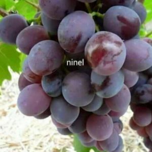 Bibit Anggur Berbunga Tanaman Buah Impor Ninel Pangkal Pinang