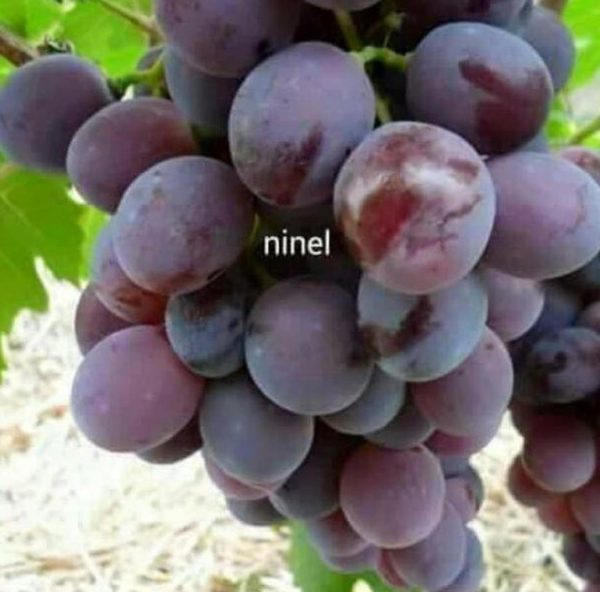 Bibit Anggur Berbunga Tanaman Buah Impor Ninel Pangkal Pinang