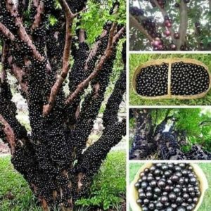 Bibit Anggur Berbunga Tanaman Buah Pohon JaboticabaBrazil Kupalandak Cepat Berbuah Mamuju Tengah