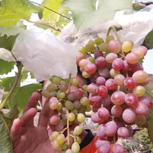 Bibit Anggur Berbunga Tanaman Impor Jupiter Okulasi Yogyakarta
